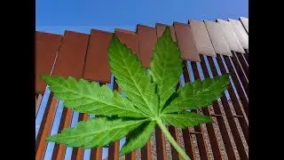 Legal Weed Did More to Stop Drug Smuggling Than Any Wall