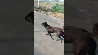 🐕🐶🐾 Day 234/365 feeding strays dogs #365challenge#save#pets#feeding#puppy#subscribe#viral#tranding