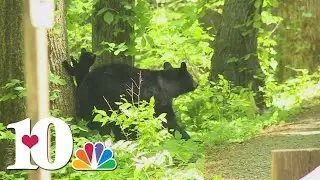 Wildlife officials warn of increased bear activity