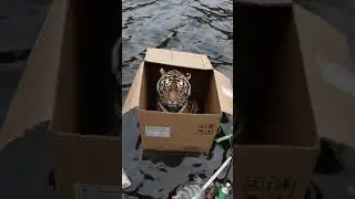 Abandoned Tiger in a Box: A Haunting Glimpse into Urban Neglect | AI Generated #AI