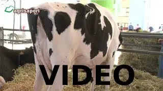 2&deg; MOSTRA INTERREGIONALE DELLA BOVINE DA LATTE - CITTA' DEL VINO - PIN NIC MANIA