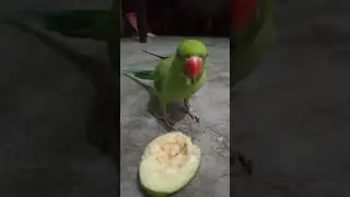 parrot eating guava🍏🍏
