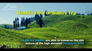 Nepal Tea Himalayan Tea Orthodox Tea Most famous Tea around the World