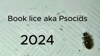 Book lice aka Psocids
