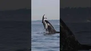 Killer Whales will never be denied! Amazing clip from Gone Whale Watching in San Diego! #orca