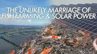 PV-fish farming mode floats Chinese company up into Fortune 500 ranking