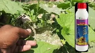 Birapanta #Ridgegourd #wuxal #Acentrin #Delma #Downy mildeu #powdery mildeu #Leafminer #foliar ferti