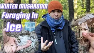 Foraging & Hunting FROZEN Matsutake Pine Mushrooms in Winter & Ice