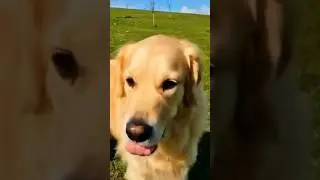 Little dogs finding comfort zone 😶&zwj;🌫️#viralshorts #viralshorts #shorts #shorts #shorts #dogslife #ai