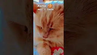 Roll back to kitchen 😮&zwj;💨 #aww #cat #catcat #catcatcat #catcatcatcat #youtubedontdisablemycomments
