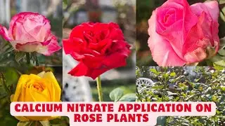 Calcium nitrate application on rose plant 