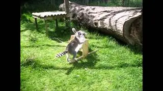 Axe Valley Wildlife Park