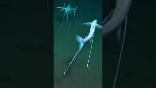 Deep Sea Tripod Fish: Ye machhli pairo par kaise khadi hoti hai?