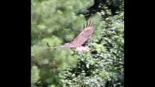 CLAWS, Inc. Multi-Raptor release at Blue Jay Point County Park on July 27, 2013