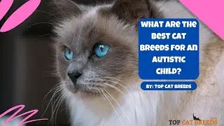 What are the Best Cat Breeds for an Autistic Child
