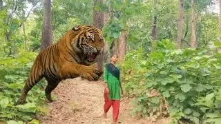 Tiger Attack On Village Girl in the forest l tiger Attack man in forest ya🌳Benga🙏tiger Attack🐯🌲,,a1🤩