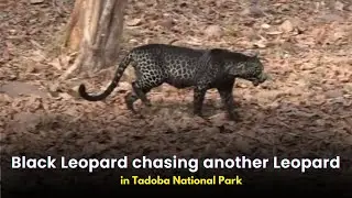 Black Leopard chasing another Leopard in Tadoba National Park | Leopard fighting #Blackleopard