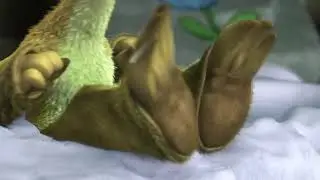 Sid the sloth feet - animated feet - cartoon feet to relax to
