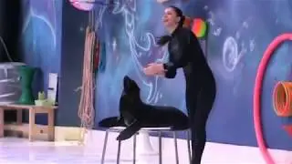 Seal show II Sea Lion Show  at Dubai dolphinarium