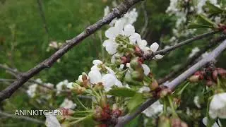 Sour Cherry Flowers Blossom After Winter Storms In Finland