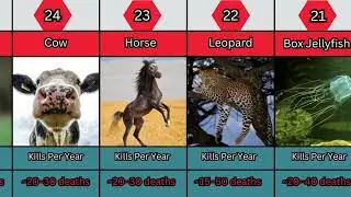 How many Humans Were Killed By Animals Every Year !
