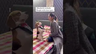 Every pet owner #dogsofyoutube #funnydogvideos #beagle #cutestdogever
