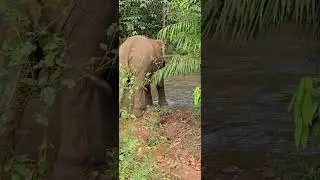 2025 Elephants living the best life @ Elephant Valley Project Cambodia