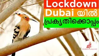 LOCKDOWN മരുഭൂമിയിൽ പ്രകൃതിയോടൊപ്പം| പക്ഷി നിരീക്ഷണം | BOBBYS GALLERY