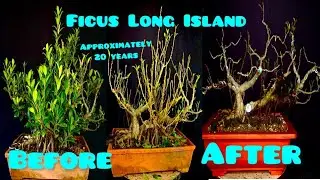 Ficus Microcarpa Bonsai - pruning, wiring and repotting | Ficus Long Island #bonsai #ficustree