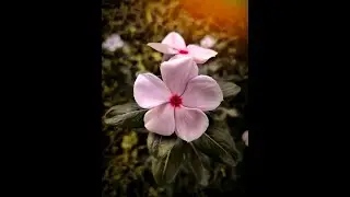 🔥Catharanthus🔥