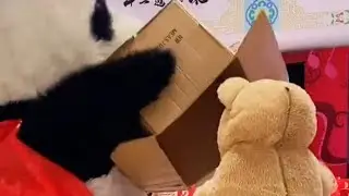 Panda vs Bear Funny Fight