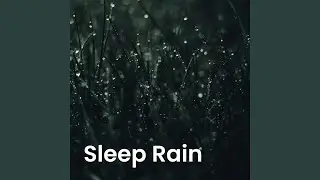 Calm Drizzle in the Quiet Forest