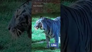 🐯 Blue #Tiger Read the description #shorts #shortshorts #viral