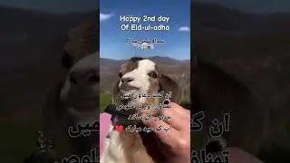 Happy 2nd day of Eid ul adha ❤️ eid Mubarak status 💕 #eid2ndday #eidmubarak #eidwishes #shorts