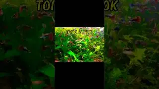 ТОП 5 РЫБОК для НОВИЧКОВ ! 🐠 #aquarium #music #fish #animals #aquascape #aquaticpets #fishtank