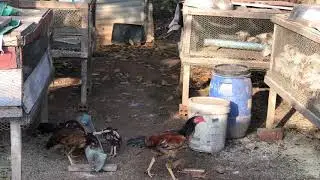 Feeding chicken