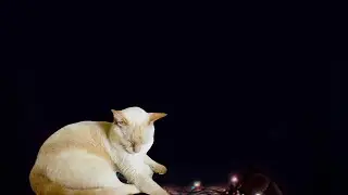 Deep Cat Purring for Sleep &ndash; 10 Hours &ndash; No Talking