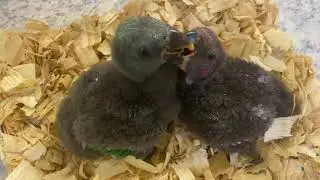 Bringing Home 5 Week Old Eclectus Baby Parrot [SOPHIA]