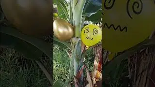 Popping 2 Yellow Balloons Emotional and Silver Designs