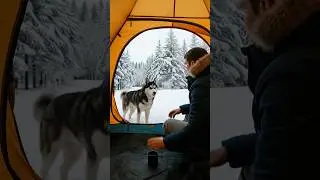 The Dog Came To Me Looking for Help...