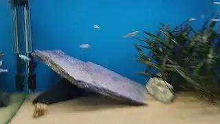 lamprichthys tanganicanus eye reveal eggs