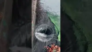 Storm drain clearing🔥🔥