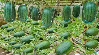 How American Farmers Harvest & Process Thousands Tons of watermelons. Watermelon Farming technology