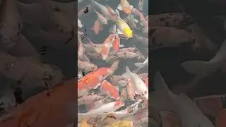 kecantikan ikan koi dalam gerak lambat #shorts #ikanhias #koi