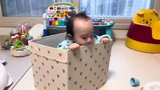 바구니 안에서 놀기 