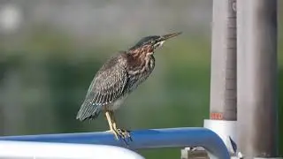 Green Heron call