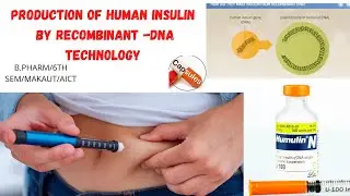 PRODUCTION OF HUMAN INSULIN BY r-DNA TECHNOLOGY /biotechnology/6TH SEMESTER/MAKAUT/B.PHARM