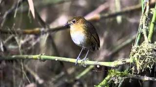 Antpittas at Rio Blanco near Manizales Colombia