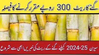 Shugarmil information today 2024/shugarcane rates updates season 2024-25/local farmers