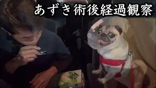 あずきの術後経過観察と翌朝の通勤風景